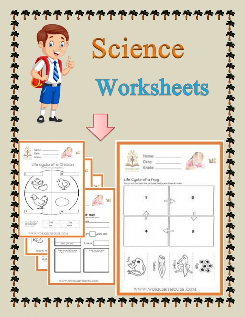 Rich Results on Google's SERP when searching for Life cycle worksheets